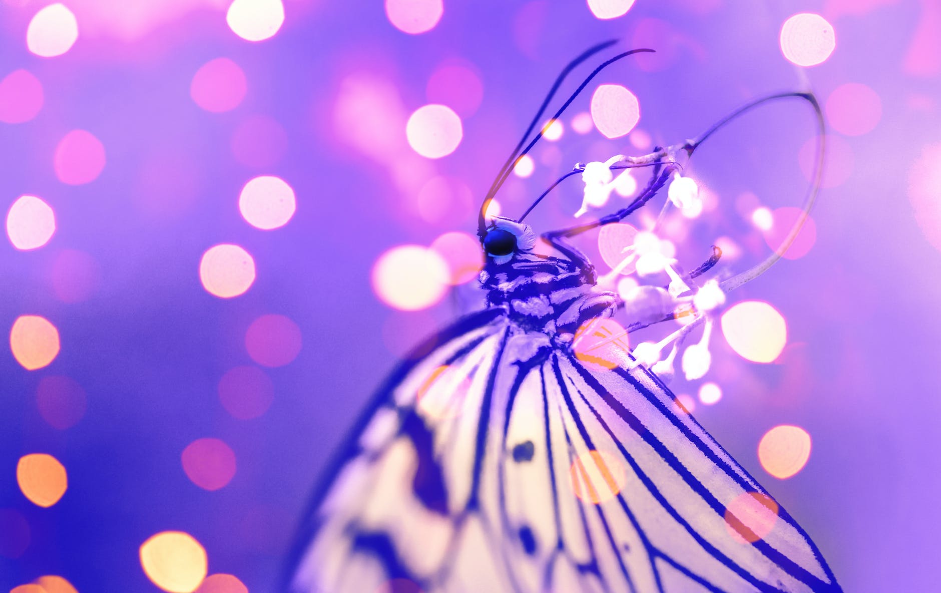 macro photography of butterfly near lights
